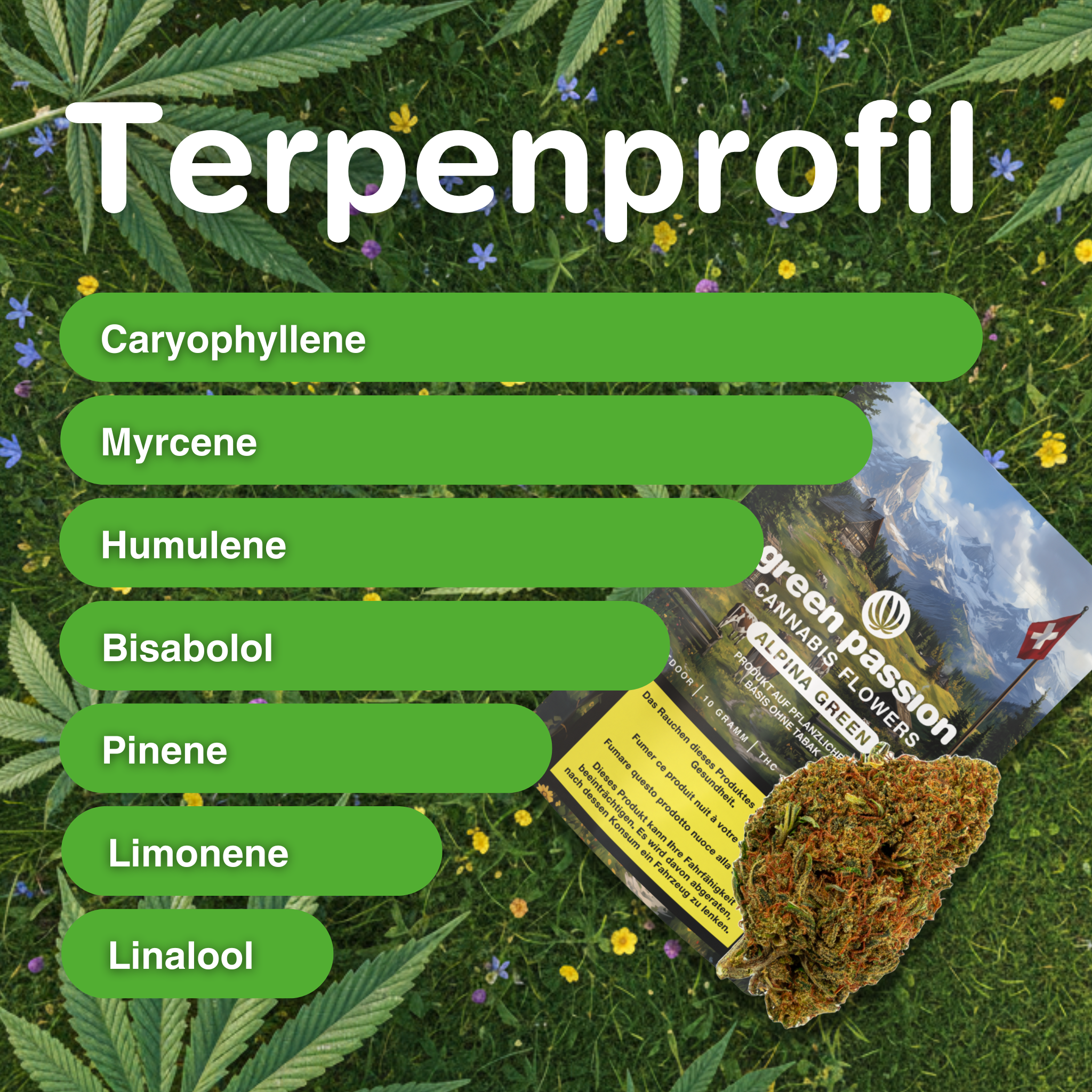 Emballage de fleurs de CBD Alpina Green avec profil terpénique sur fond vert, entouré de feuilles de chanvre et de fleurs.
