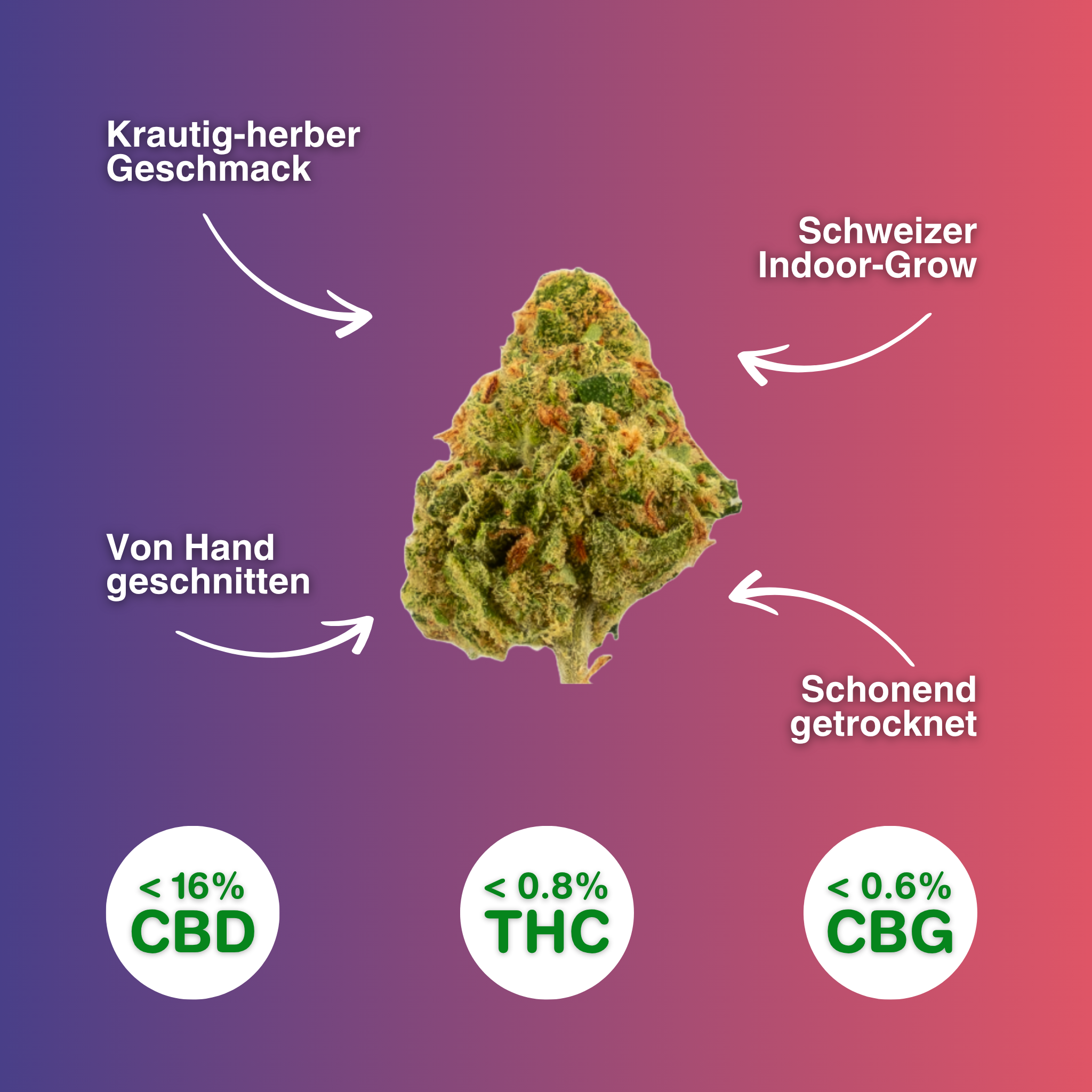 CBD-Blüte Amnesia Haze Popcorn, handgeschnitten, indoor angebaut in der Schweiz, mit krautig-herbem Geschmack, schonend getrocknet.