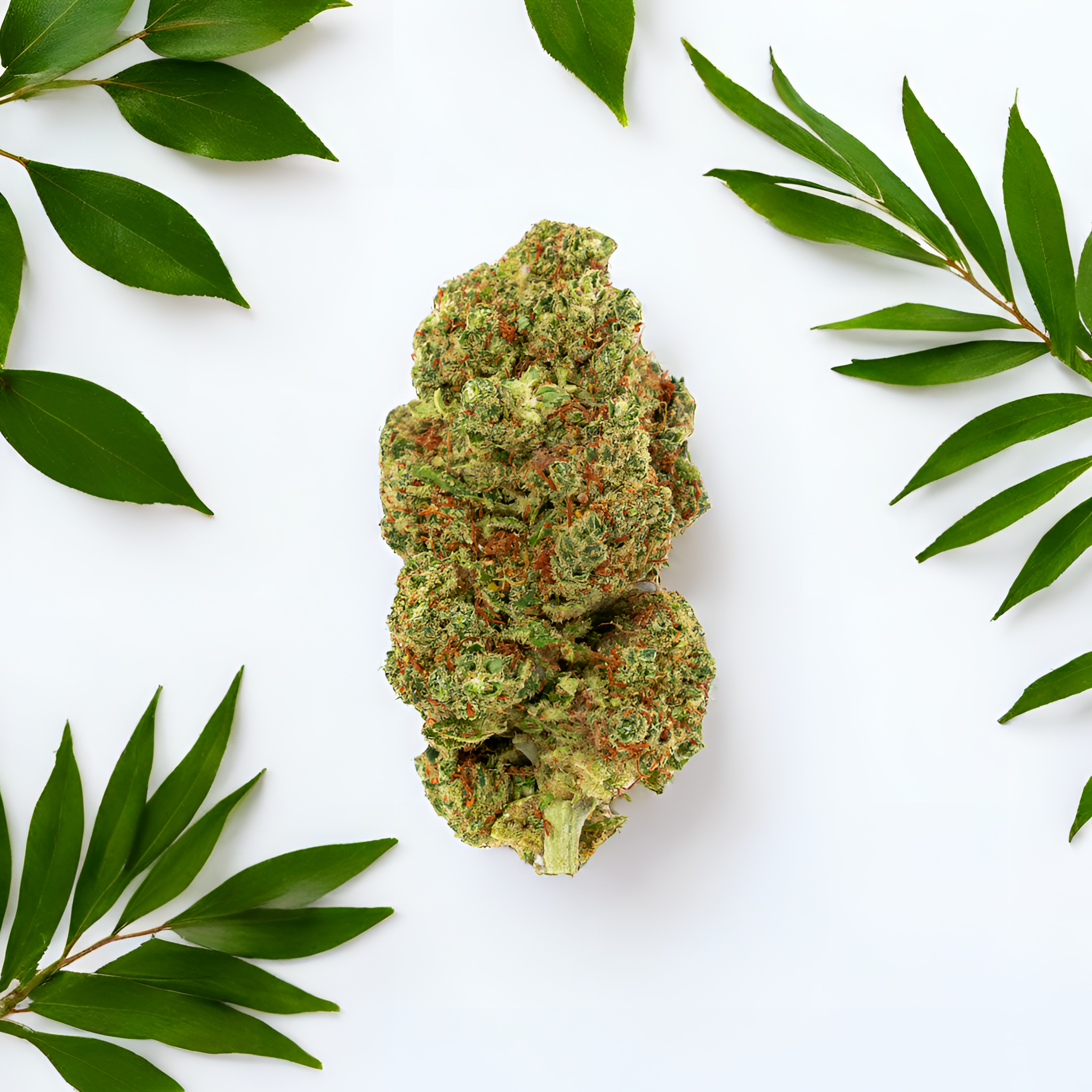Lemon Skunk CBD Blüten von Green Passion – Nahaunfahme mit stilvoller Natur-Inszenierung, veranschaulicht das frische und würzige Terpenprofil dieser Sorte.