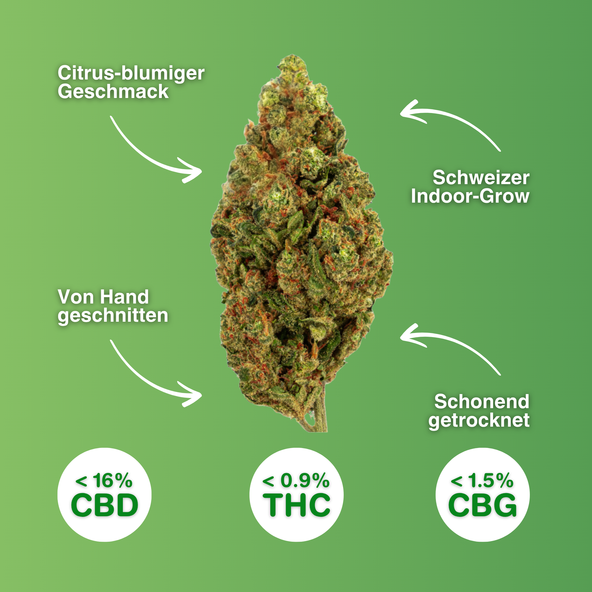 CBD-Blüte Passion Kush auf grünem Hintergrund, handgeschnitten, schweizer Indoor-Anbau, mit citrus-blumigem Geschmack, <16% CBD, <0,9% THC.