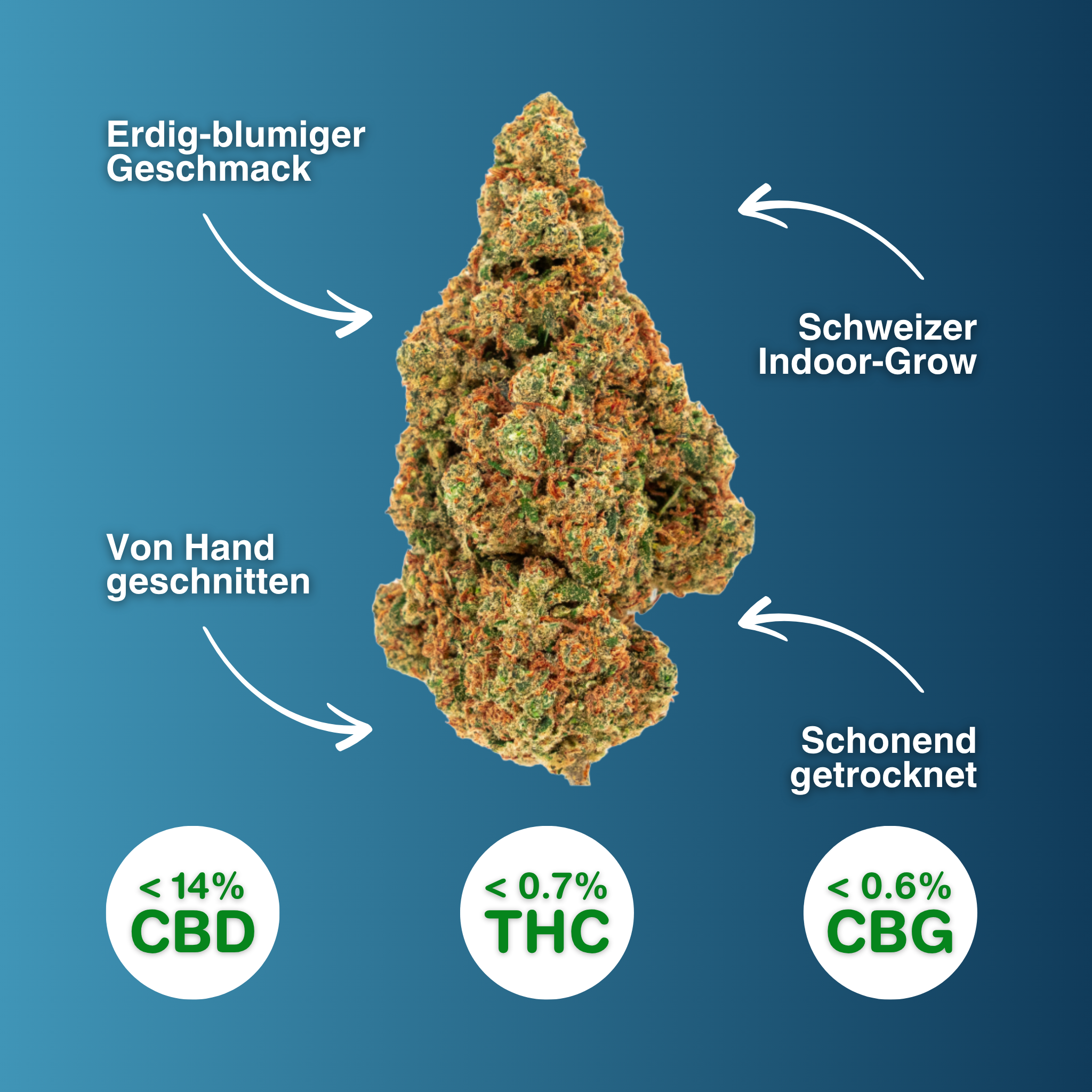 Fleur de CBD de la variété Space Queen, cultivée en intérieur, taillée à la main, avec un arôme terreux et floral, <14% de CBD, <0,7% de THC, <0,6% de CBG.