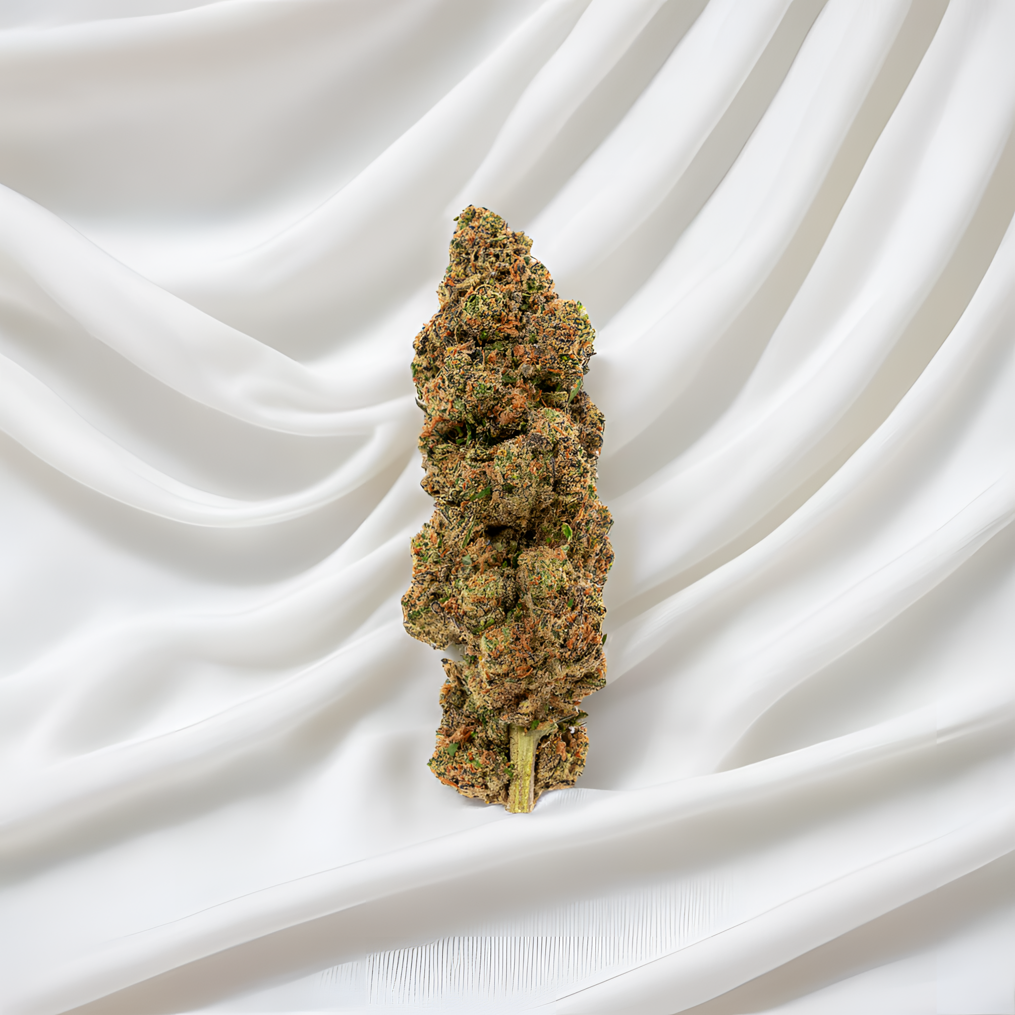 Gros plan sur les fleurs de CBD Velvet Passion de Green Passion. Fleurs de cannabis indoor suisses de première qualité avec une teneur élevée en CBD pour les exigences de qualité les plus élevées.