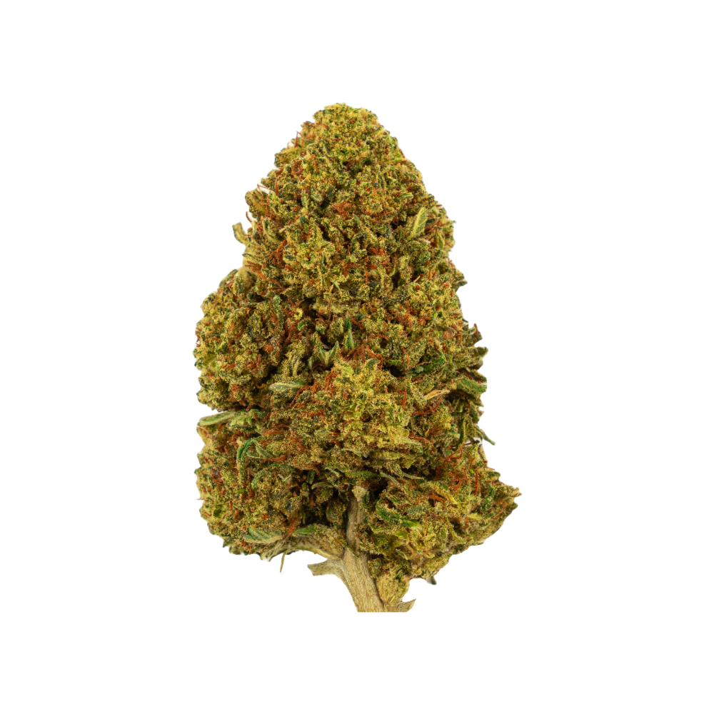 Gros plan sur la fleur de CBD outdoor White Passion – croissance dense avec des trichomes résineux pour une expérience gustative unique.