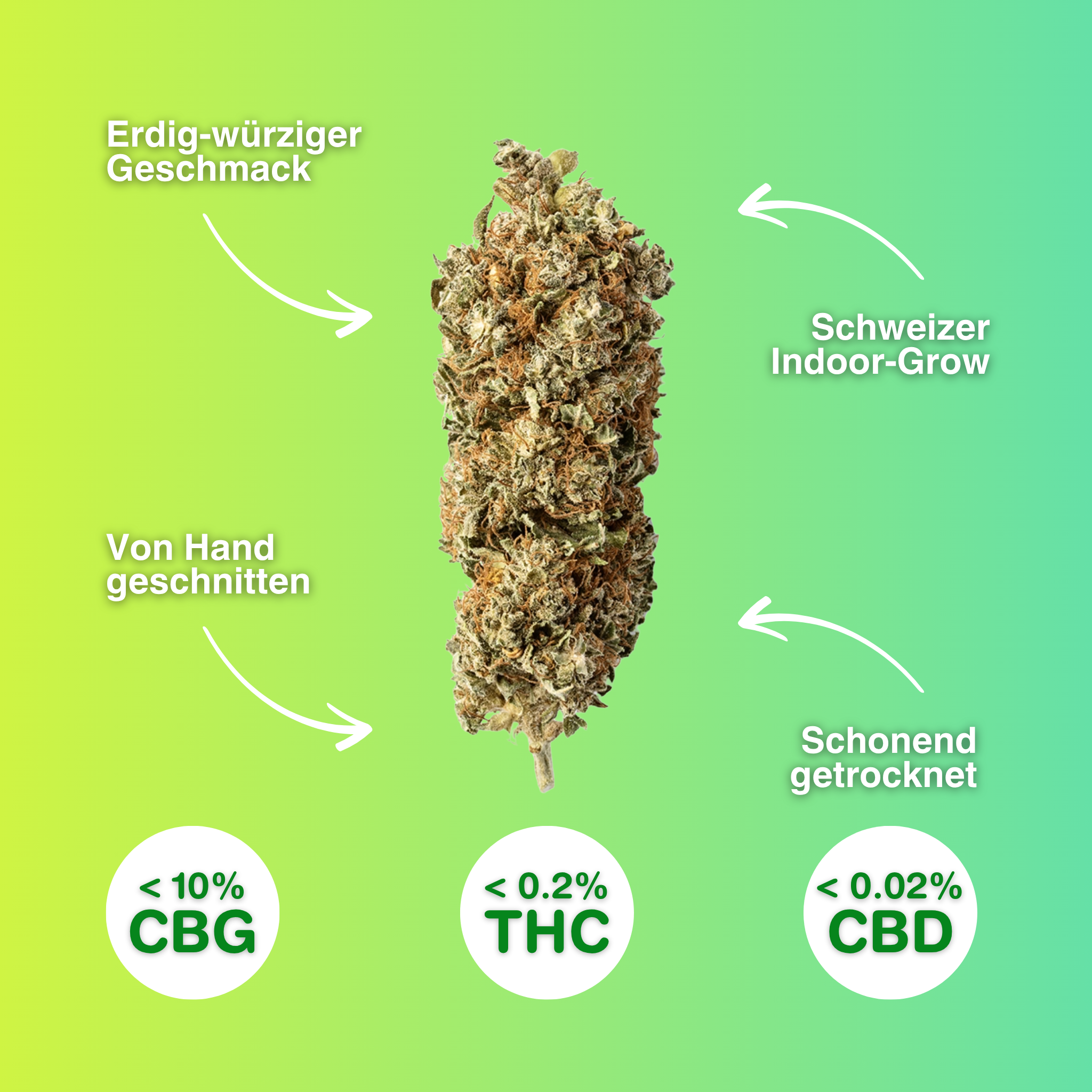 CBG-Blüte mit erdig-würzigem Aroma, handgeschnitten, aus Schweizer Indoor-Anbau, schonend getrocknet, <0,2% THC, <0,02% CBD.