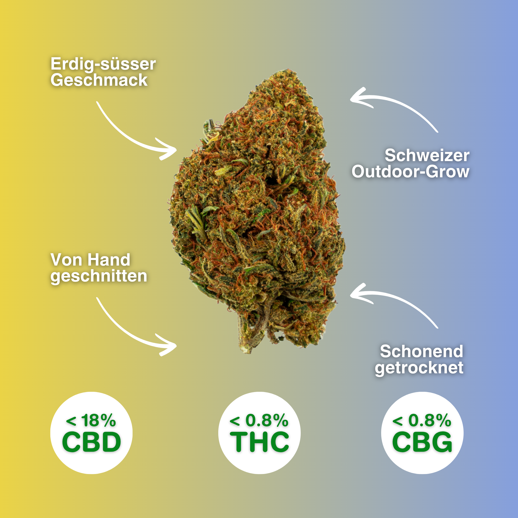 CBD-Blüte Alpina Green, handgeschnitten, aus Schweizer Outdoor-Anbau, mit erdig-süßem Geschmack. Enthält <18% CBD, <0,8% THC, <0,8% CBG.
