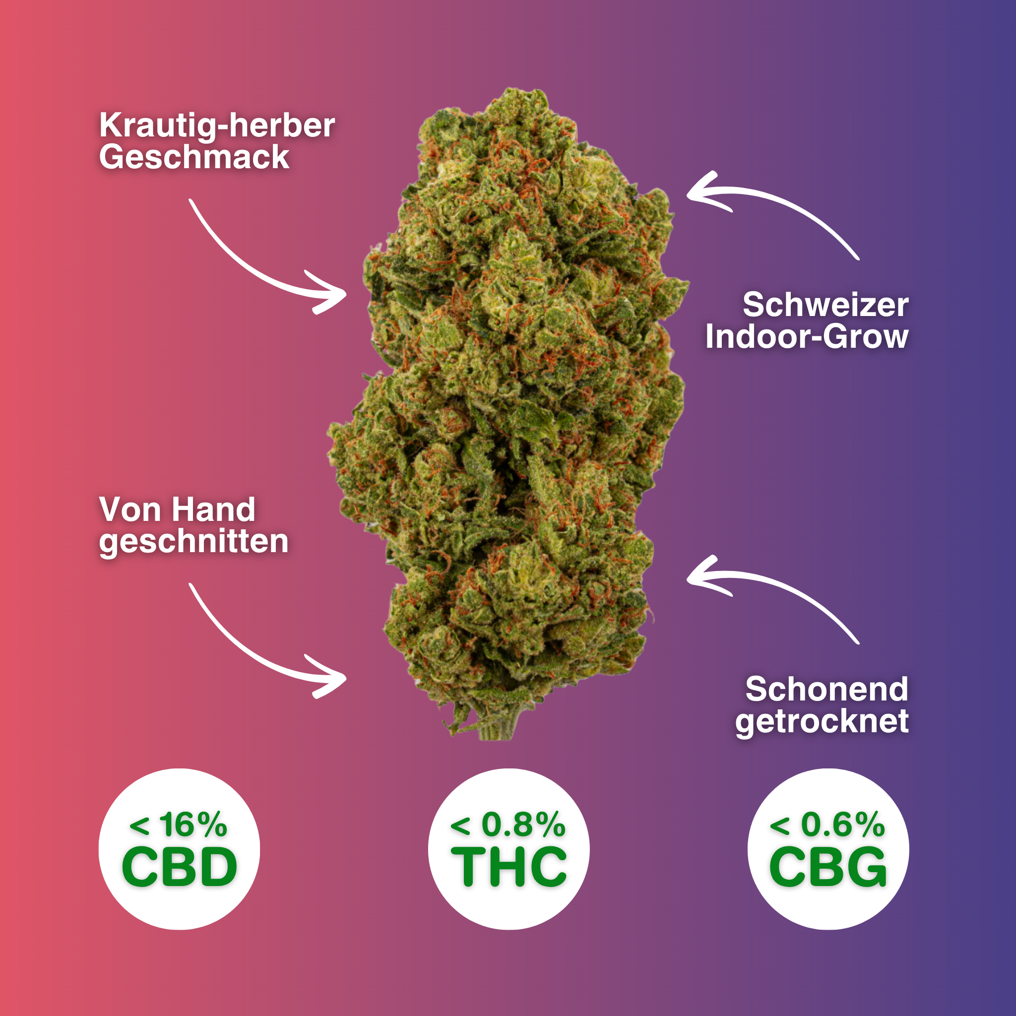 CBD-Blüte Amnesia Haze, handgeschnitten, aus Schweizer Indoor-Anbau, mit krautigem Geschmack, enthält <16% CBD, <0,8% THC, <0,6% CBG.
