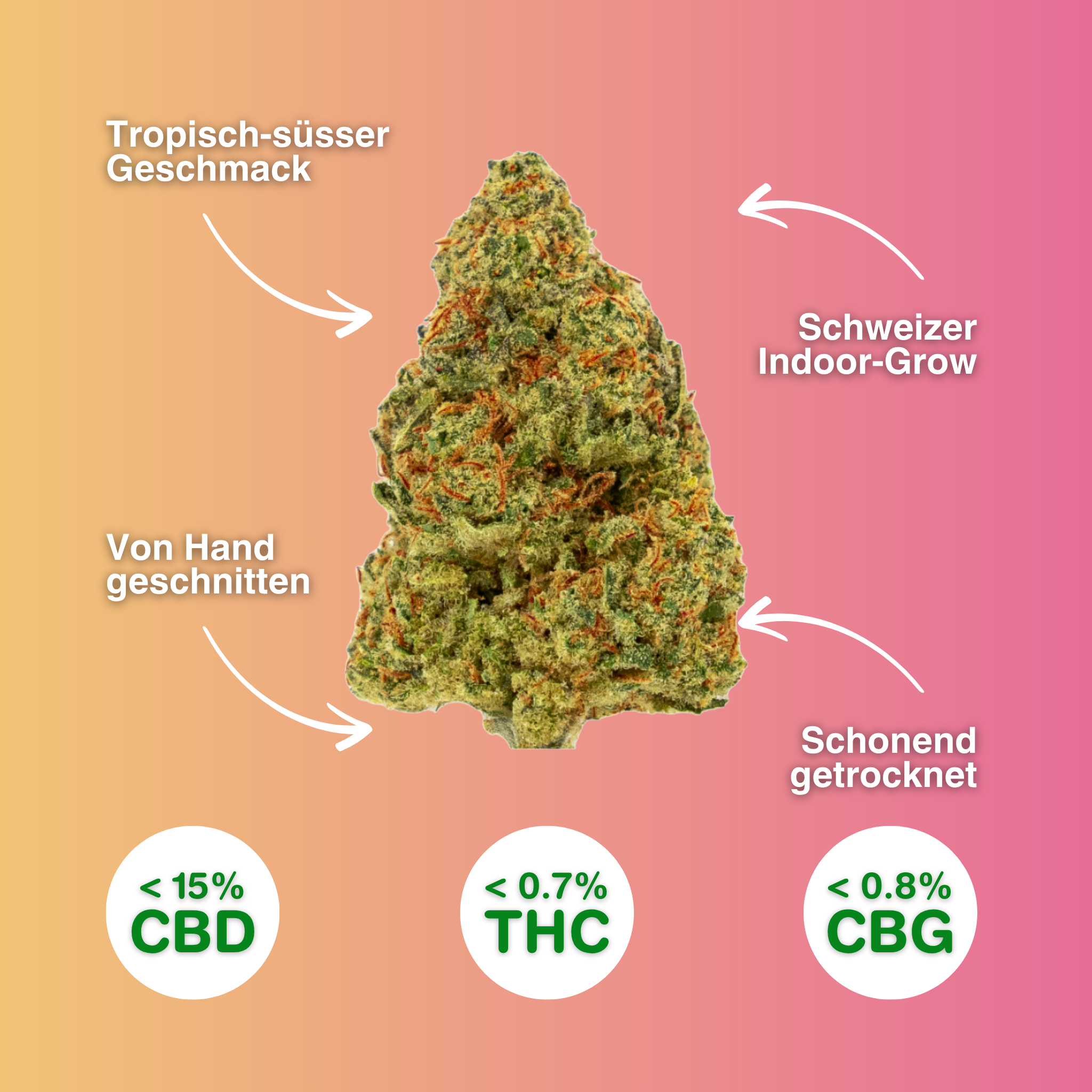 Maui Kush CBD-Blüte, indoor gewachsen, zeigt tropisch-süßen Geschmack, handgeschnitten, mit <15% CBD, <0,7% THC, <0,8% CBG, schonend getrocknet.